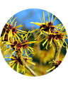 Witch Hazel