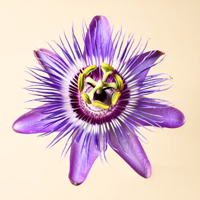Passionflower